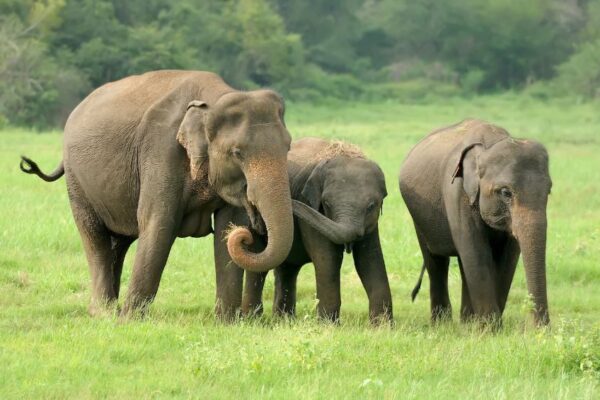 Fakta Menarik Gajah